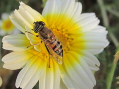 Eristalinus taeniops
