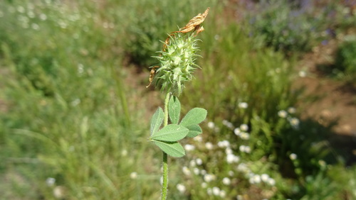 Trifolium plebeium