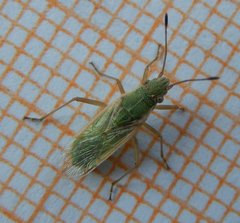 Agraphopus lethierryi