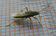 Agraphopus lethierryi