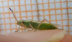 Agraphopus lethierryi