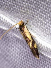 Tineidae clade b