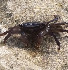 Pachygrapsus marmoratus