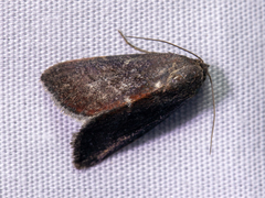 Galgula