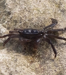 Pachygrapsus marmoratus