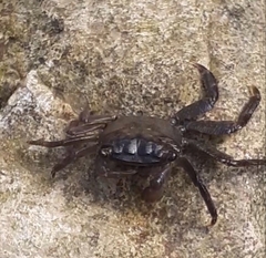 Pachygrapsus marmoratus