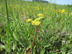 Lomatium caruifolium