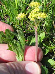 Lomatium caruifolium