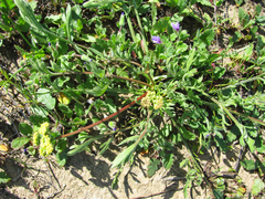 Lomatium caruifolium