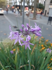 Tulbaghia violacea