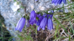 Campanula cespitosa