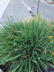 Tulbaghia violacea