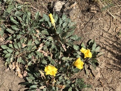 Oenothera brachycarpa