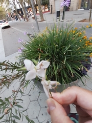 Oenothera