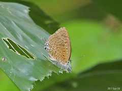 Arhopala eumolphus maxwelli