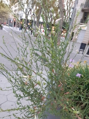 Oenothera
