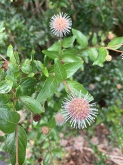 Cephalanthus