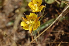 Calochortus luteus
