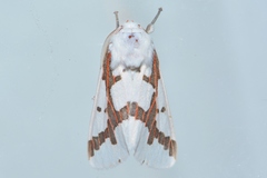 Euerythra phasma