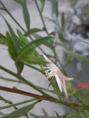 Oenothera
