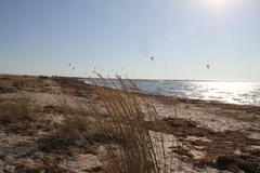 Thinopyrum bessarabicum