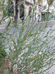 Oenothera