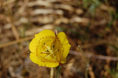 Calochortus luteus