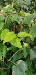 Humulus lupulus pubescens