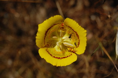 Calochortus luteus