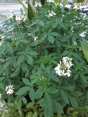 Cleome houtteana