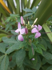 Cleome houtteana
