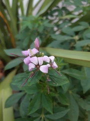 Cleome houtteana