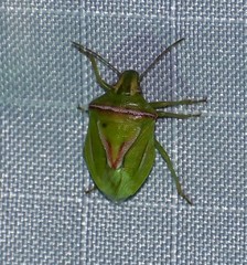 Cyptocephala elegans