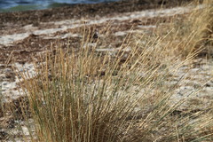 Thinopyrum bessarabicum