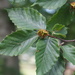 American Beech - Photo (c) Sara Rall, some rights reserved (CC BY-NC), uploaded by Sara Rall