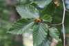 American Beech - Photo (c) Sara Rall, some rights reserved (CC BY-NC), uploaded by Sara Rall
