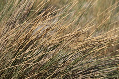 Thinopyrum bessarabicum