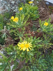 Euryops pectinatus