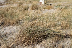 Thinopyrum bessarabicum