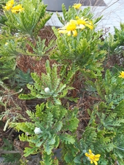 Euryops pectinatus