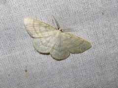 Cabera exanthemata