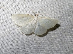 Cabera exanthemata