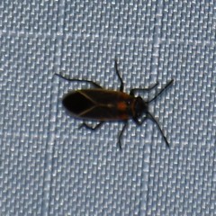 Ochrimnus lineoloides