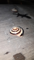 Caracolus sagemon