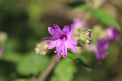 Mirabilis violacea