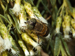 Eristalinus taeniops