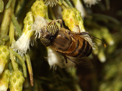 Eristalinus taeniops