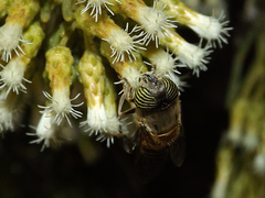 Eristalinus taeniops