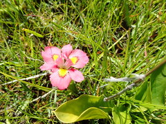 Moraea tricolor