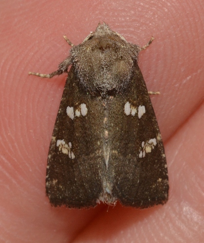ironweed borer moth